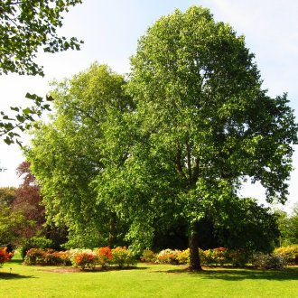 Κολοκύνθη στον κήπο