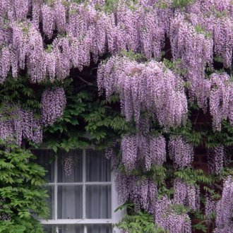 Κινέζικη wisteria στον κήπο