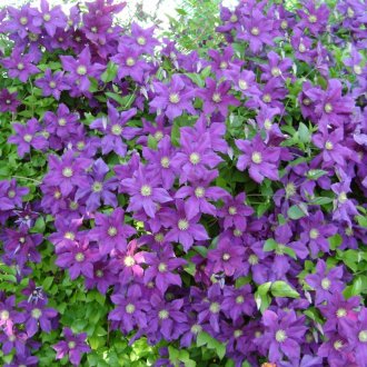Clematis στον κήπο