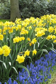 Mixborder με έκπτωση