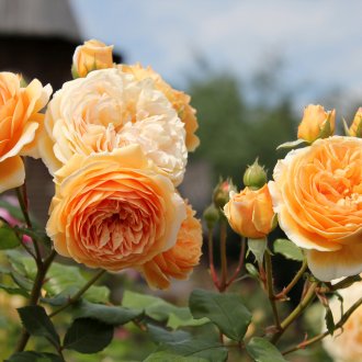 English rose