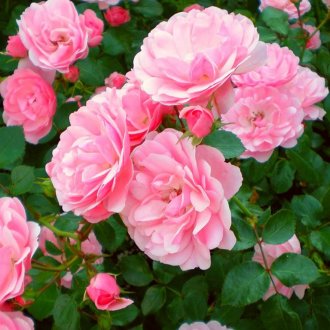 Τσάι αυξήθηκε