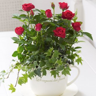 Τριαντάφυλλο σε κύπελλο