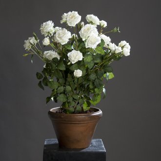 Εσωτερικό αυξήθηκε σε ένα κεραμικό δοχείο