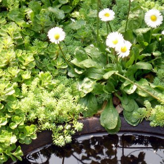 Μαργαρίτες στο σιντριβάνι