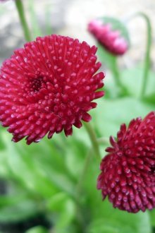 Μισό Terry μαργαρίτες