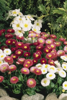 Μαργαρίτες Pomponett