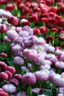 Ροζ μαργαρίτες