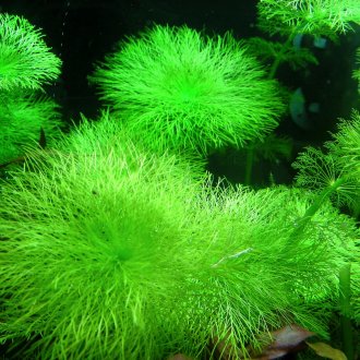 Ambulia για το ενυδρείο