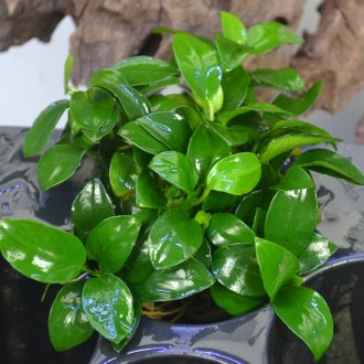 Anubias Nana για το ενυδρείο