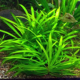 Echinodorus για το ενυδρείο