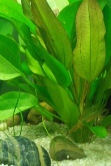 Schisandra στο ενυδρείο