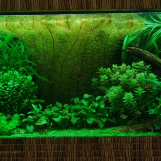 Έδαφος φυτά για το ενυδρείο