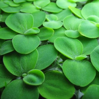 Επιφανειακά φυτά ενυδρείου