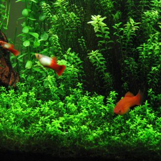 Φυτά στο ενυδρείο