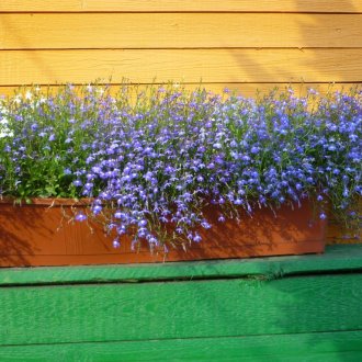 Lobelia στη διακόσμηση της πρόσοψης του σπιτιού