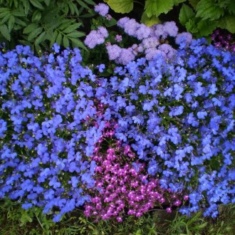 Lobelia flowerbed