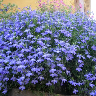 Lobelia θάμνος