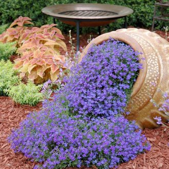 Lobelia στο σχέδιο τοπίου