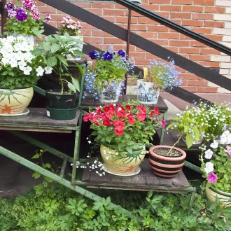 Lobelia στις σκάλες