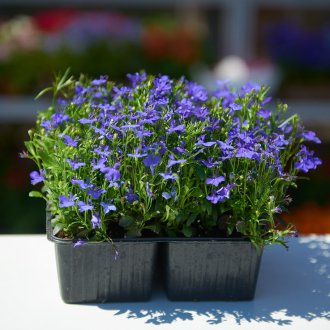 Φύτευση Lobelia