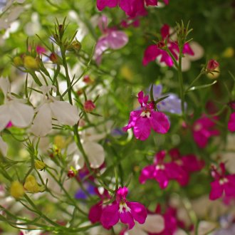 Μωβ λοβέλια