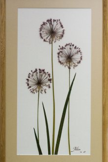 Άγριο βοτανικό κρεμμύδι