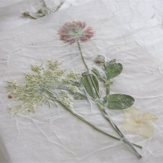 Πίεση φυτών για χορτοφάγο