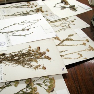 Δημιουργία ενός χορτονομού