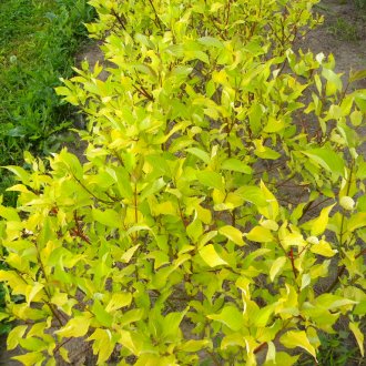 Derain White Aurea