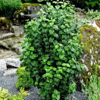 Κάτω από τη συμπίεση