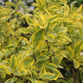 Πρώτα διαφοροποιημένο