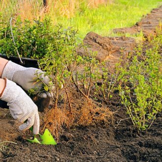 Φύτευση Derena