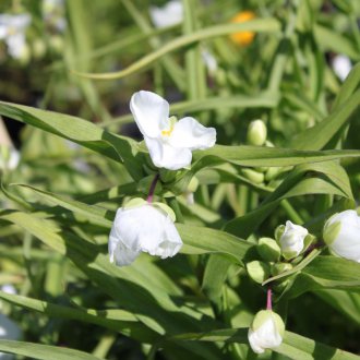 Tradescantia Giselle