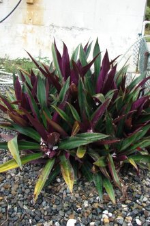 Tradescantia κήπο Reo