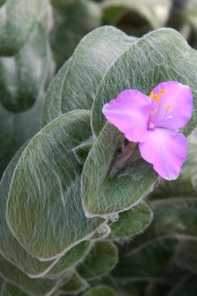 Tradescantia sillamontana