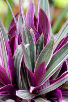 Tradescantia vezicular