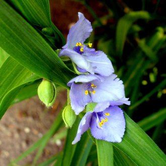 Tradescantia Virgin