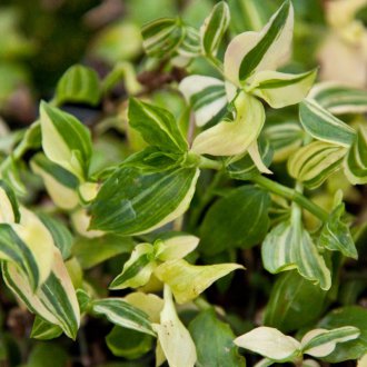 Tradescantia στον κήπο