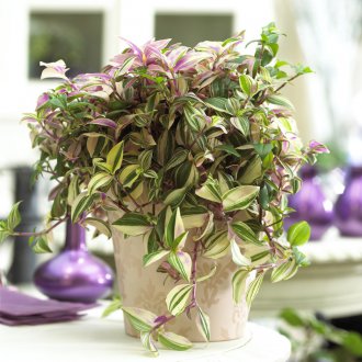 Tradescantia zebrin