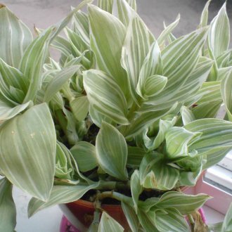 Tradescantia amb flor blanca