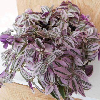 Tradescantia σπίτι