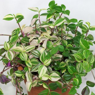 Tradescantia Riverside