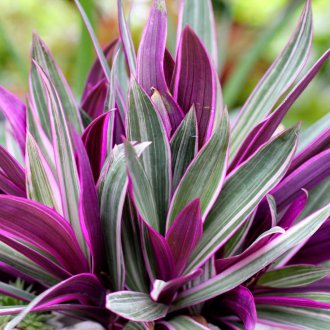 Tradescantia vezicular