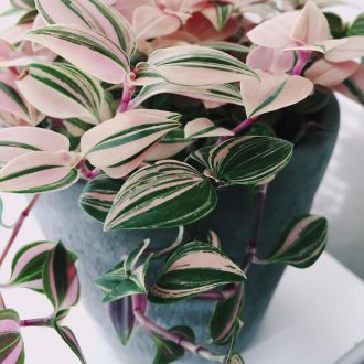 Tradescantia τρίχρωμος