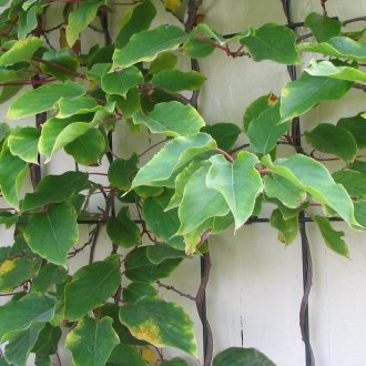 Το επιχείρημα της Actinidia