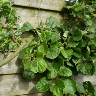 Actinidia νόστιμα