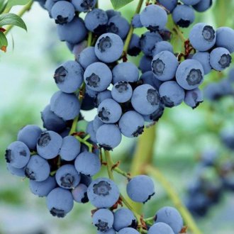 Βατόμουρα κήπο Blucrop