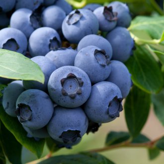 Blueberry κήπος Bluery