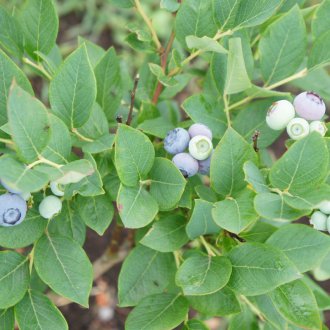 Blueberry Garden Duke